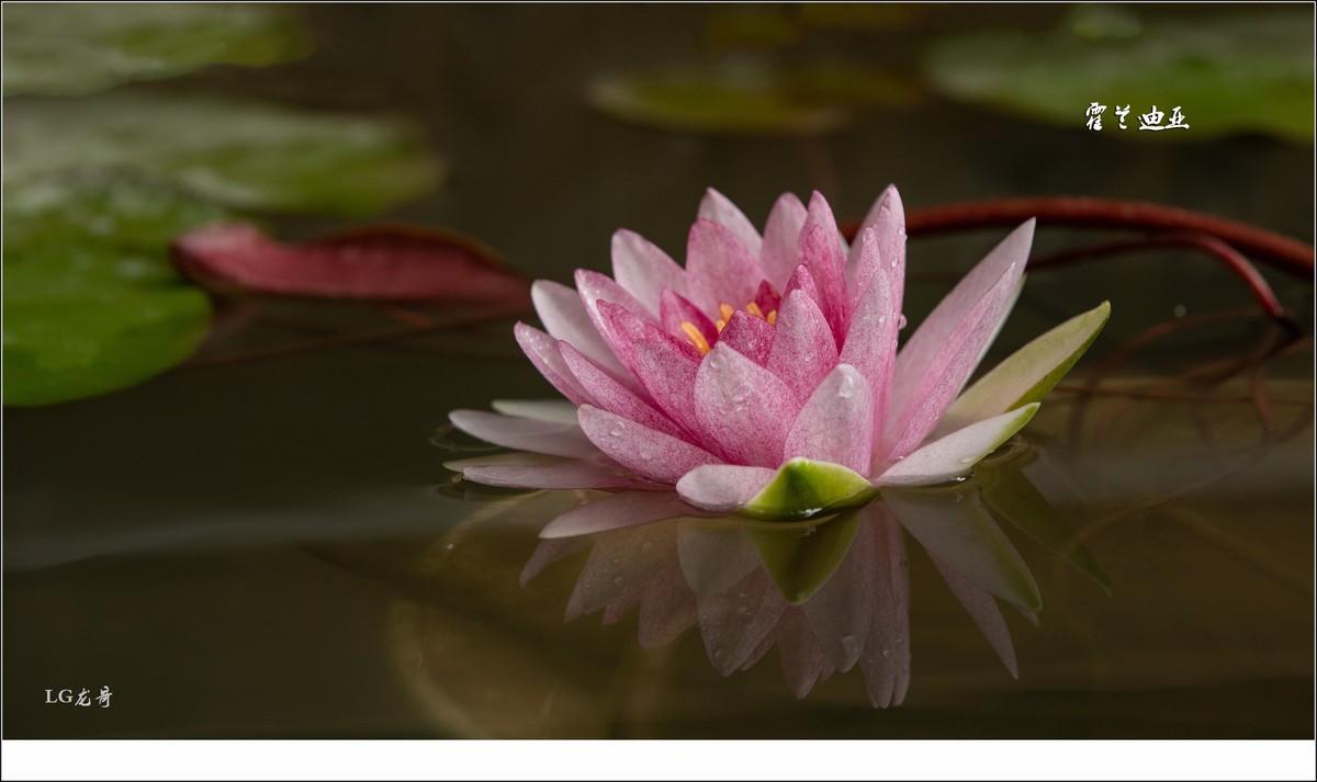 ★★★★★名贵莲花十五种