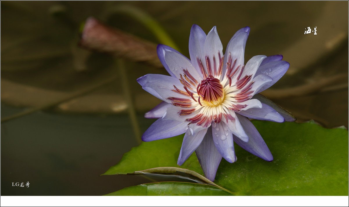 ★★★★★名贵莲花十五种