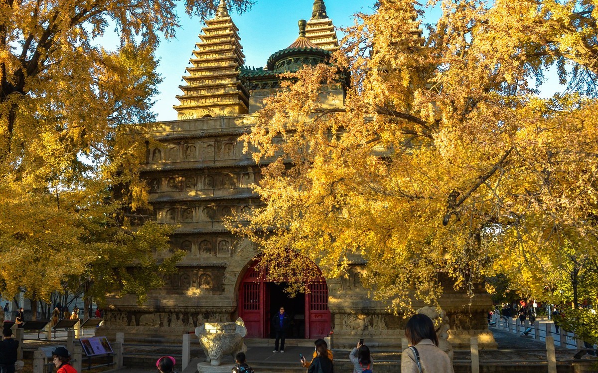 秋游五塔寺赏600年古银杏风采1