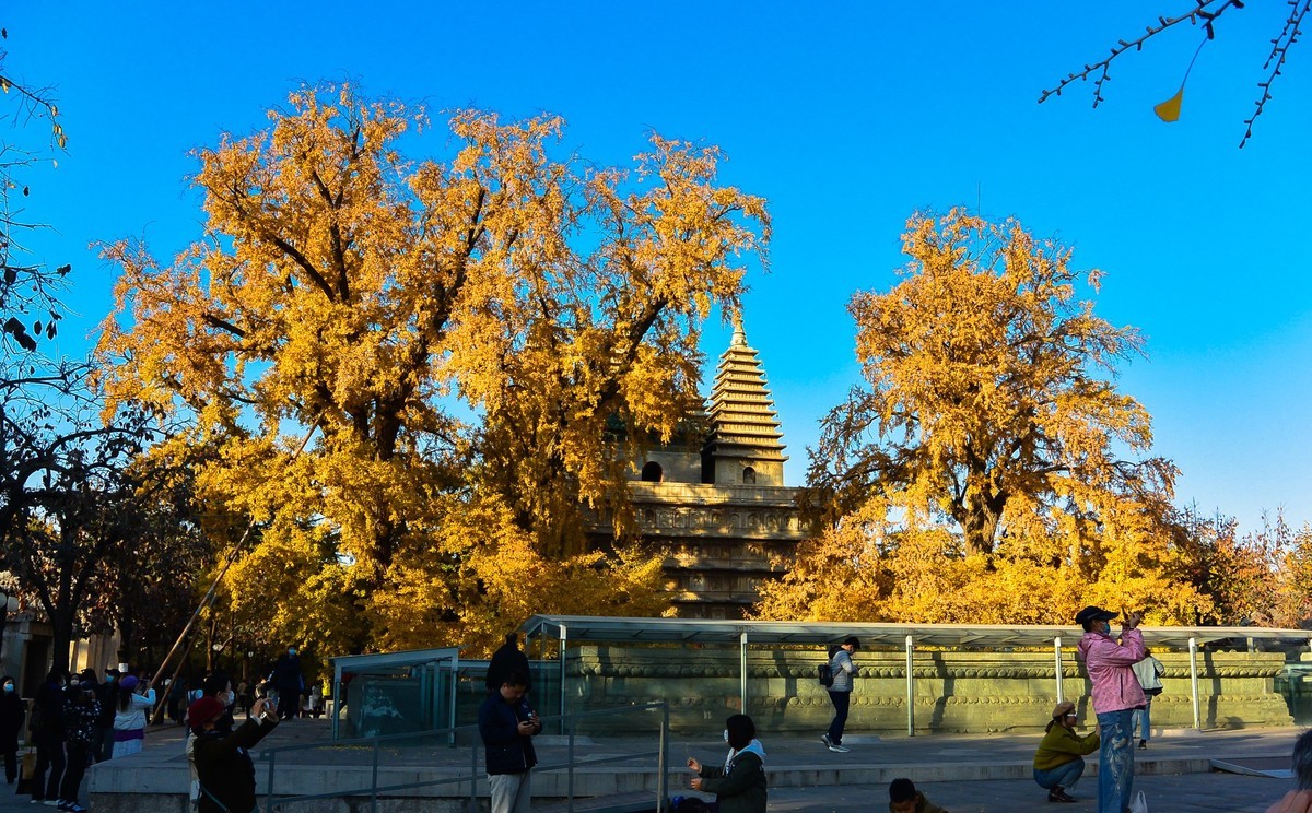 秋游五塔寺赏600年古银杏风采1