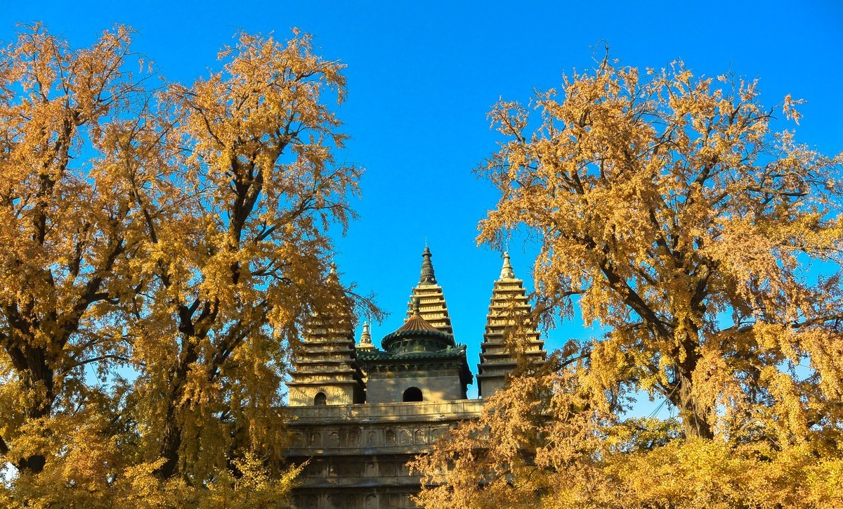 秋游五塔寺赏600年古银杏风采1