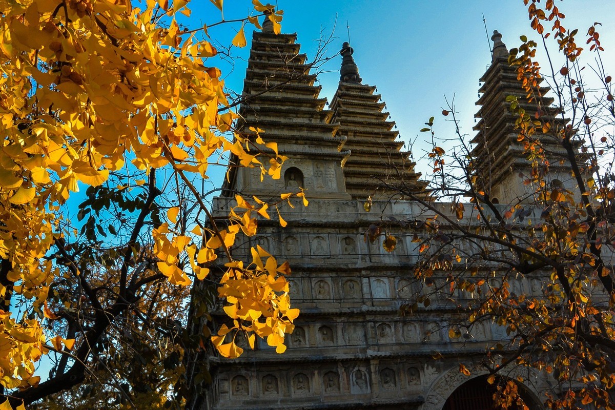 秋游五塔寺赏600年古银杏风采1
