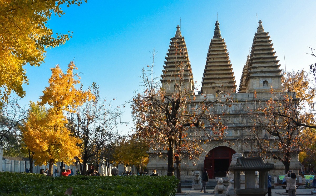 秋游五塔寺赏600年古银杏风采1