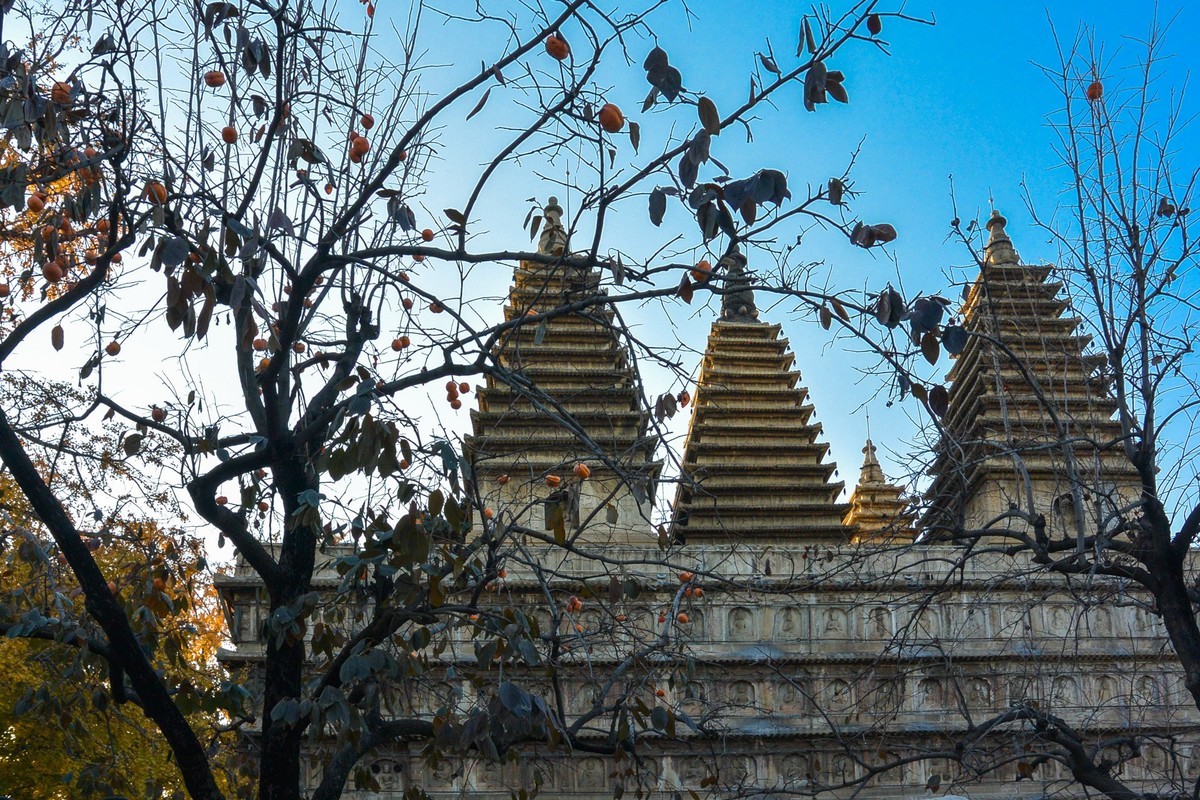 秋游五塔寺赏600年古银杏风采1