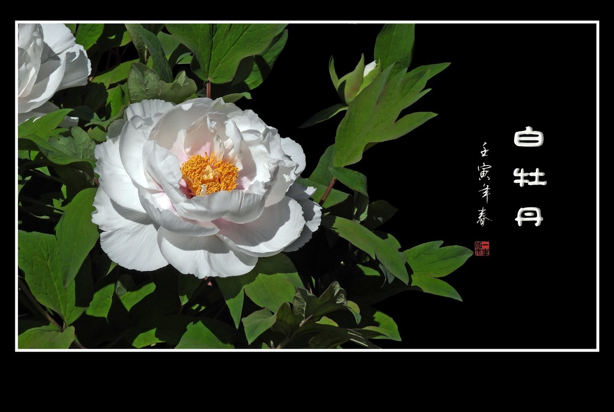 圣洁靓丽的白牡丹花