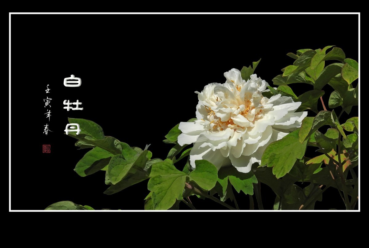 圣洁靓丽的白牡丹花