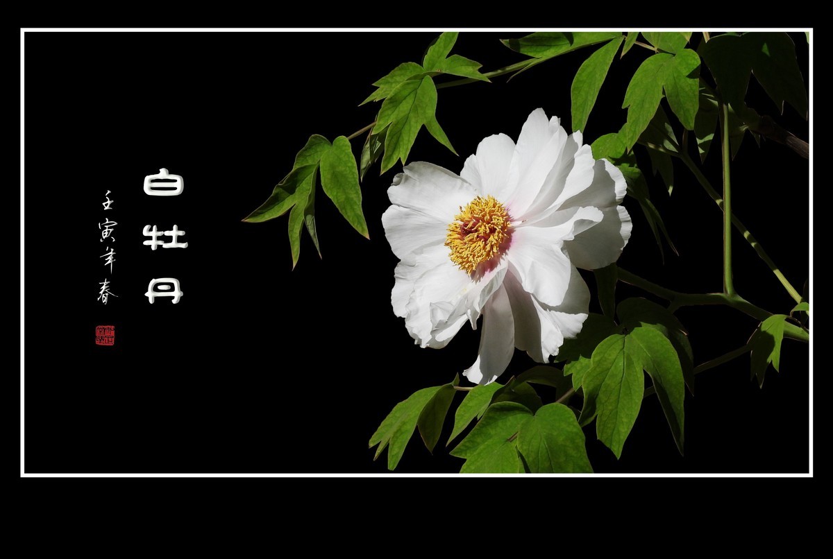 圣洁靓丽的白牡丹花