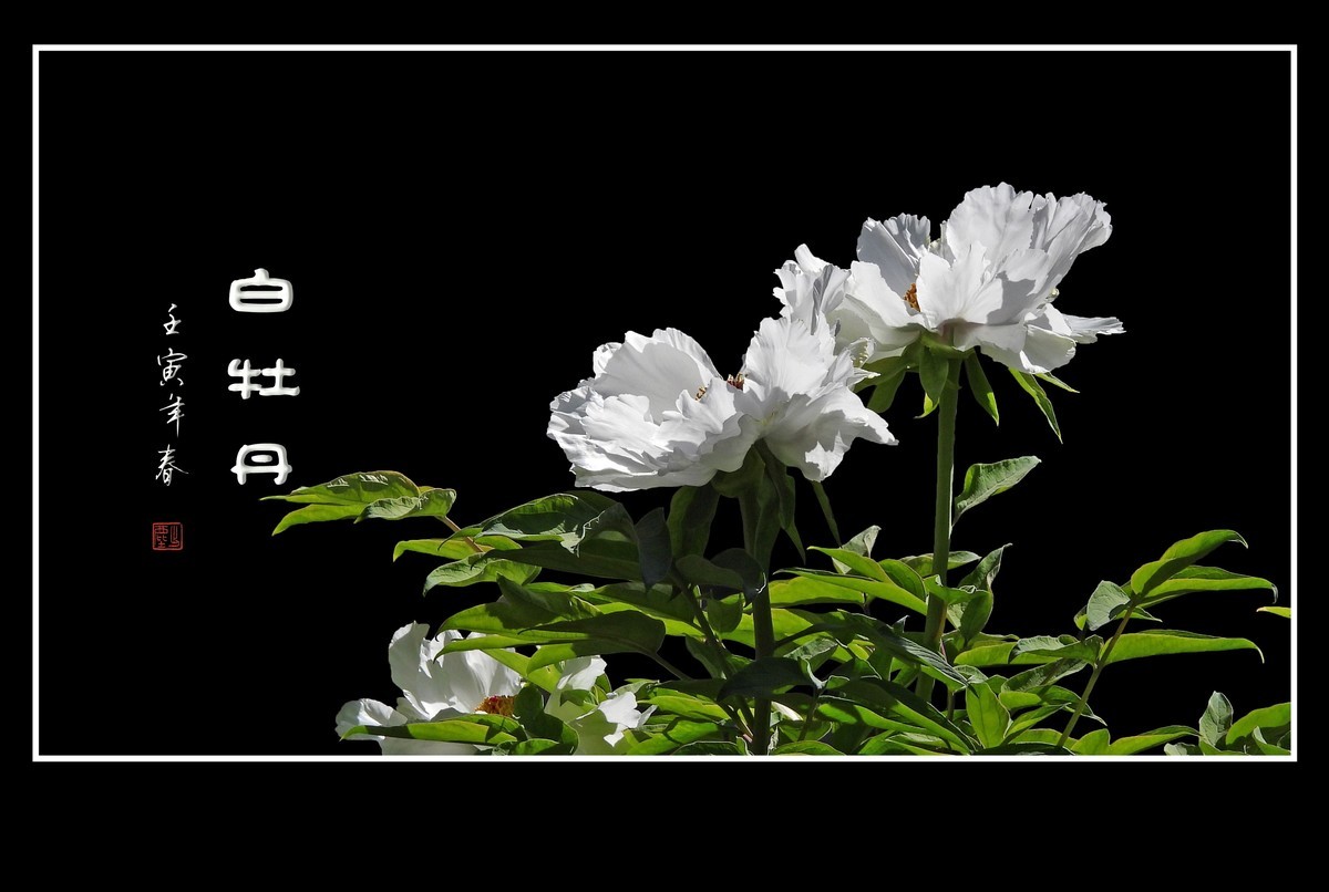 圣洁靓丽的白牡丹花