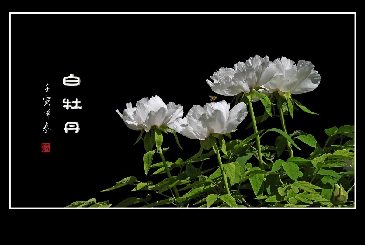 圣洁靓丽的白牡丹花