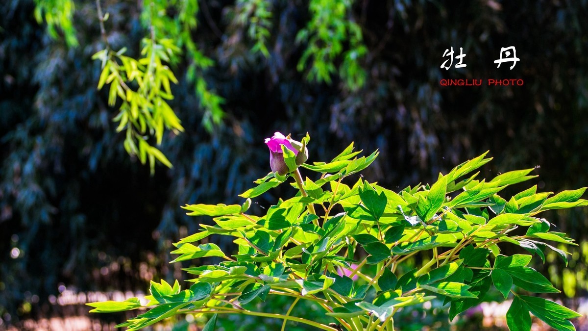 花开富贵，福寿绵长------祝好友新春快乐！