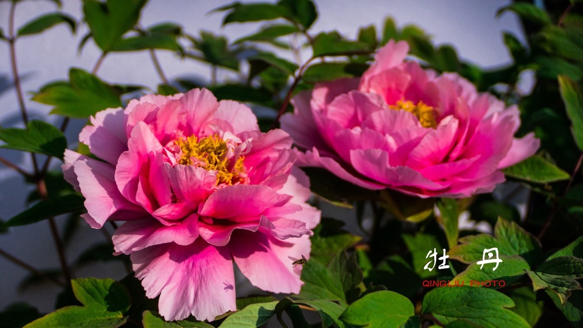 花开富贵，福寿绵长------祝好友新春快乐！