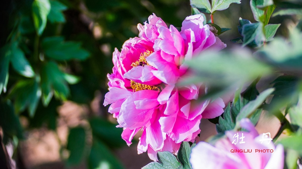 花开富贵，福寿绵长------祝好友新春快乐！