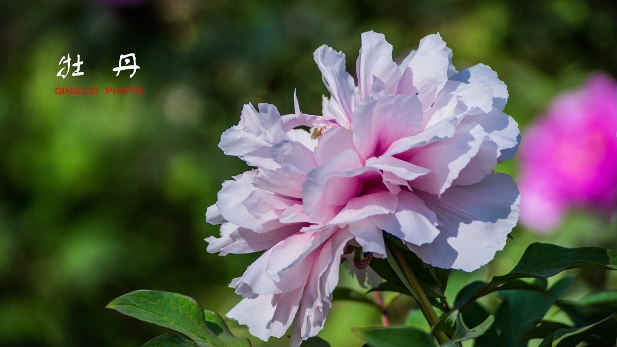 花开富贵，福寿绵长------祝好友新春快乐！