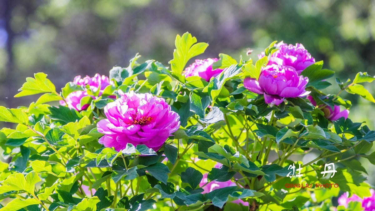 花开富贵，福寿绵长------祝好友新春快乐！