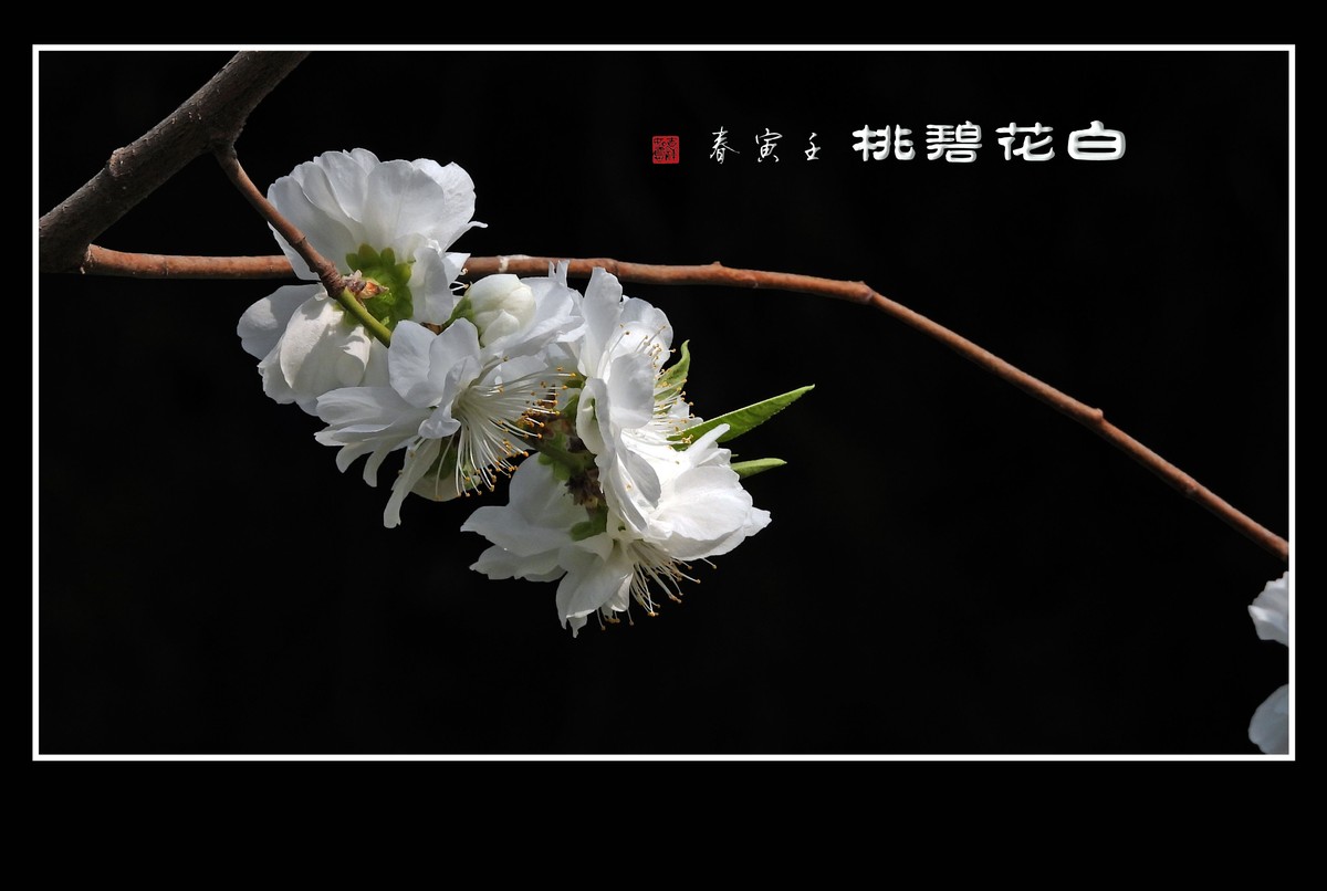 枝头似堆团团雪，碧桃绽蕊日日春