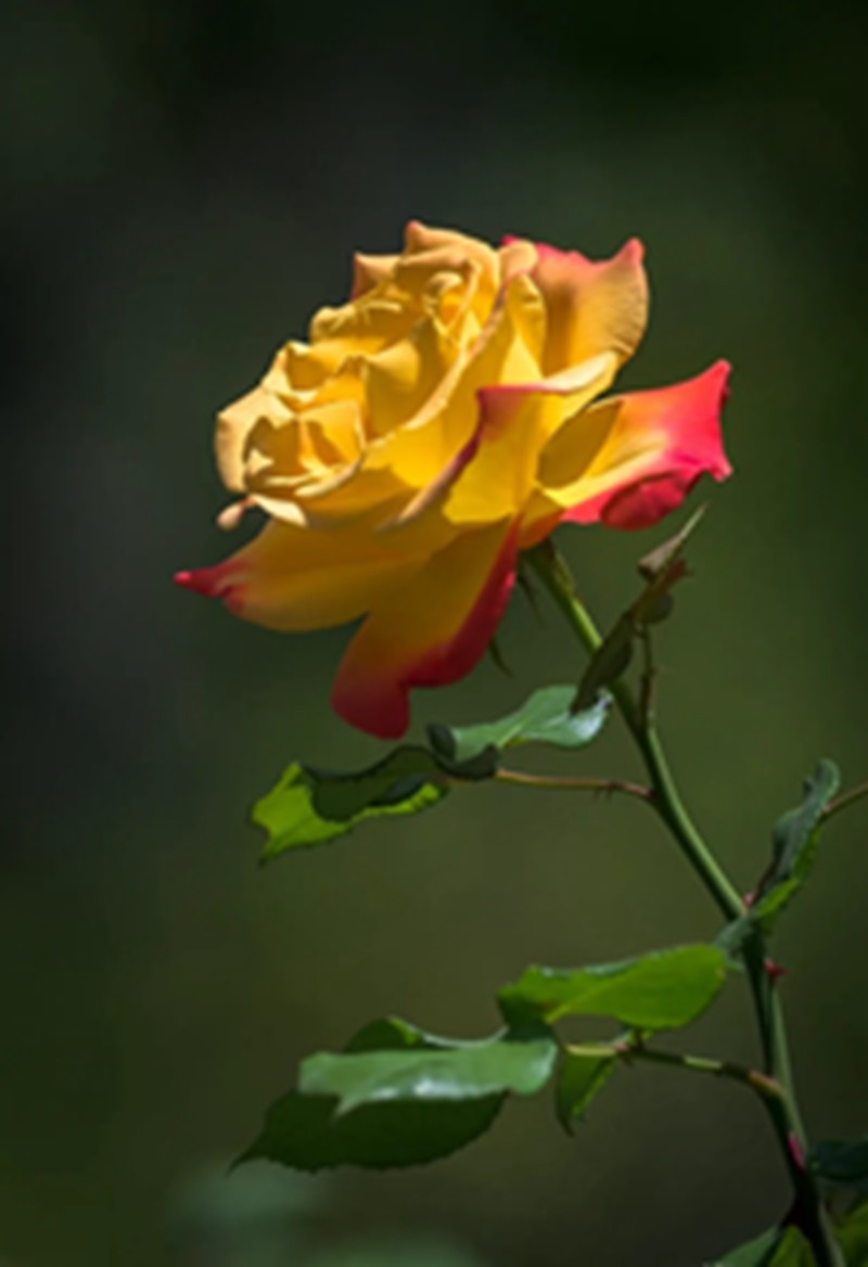 光影月季花