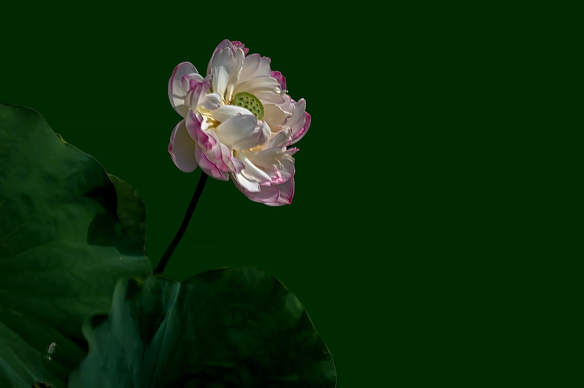 芒种已至，荷花盛开 （2）