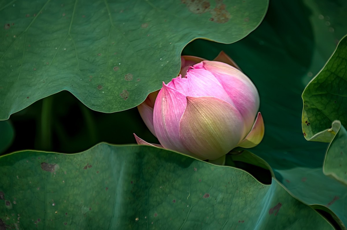 芒种已至，荷花盛开 （2）