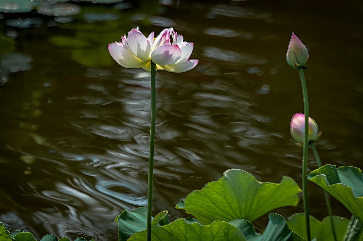 芒种已至，荷花盛开 （2）