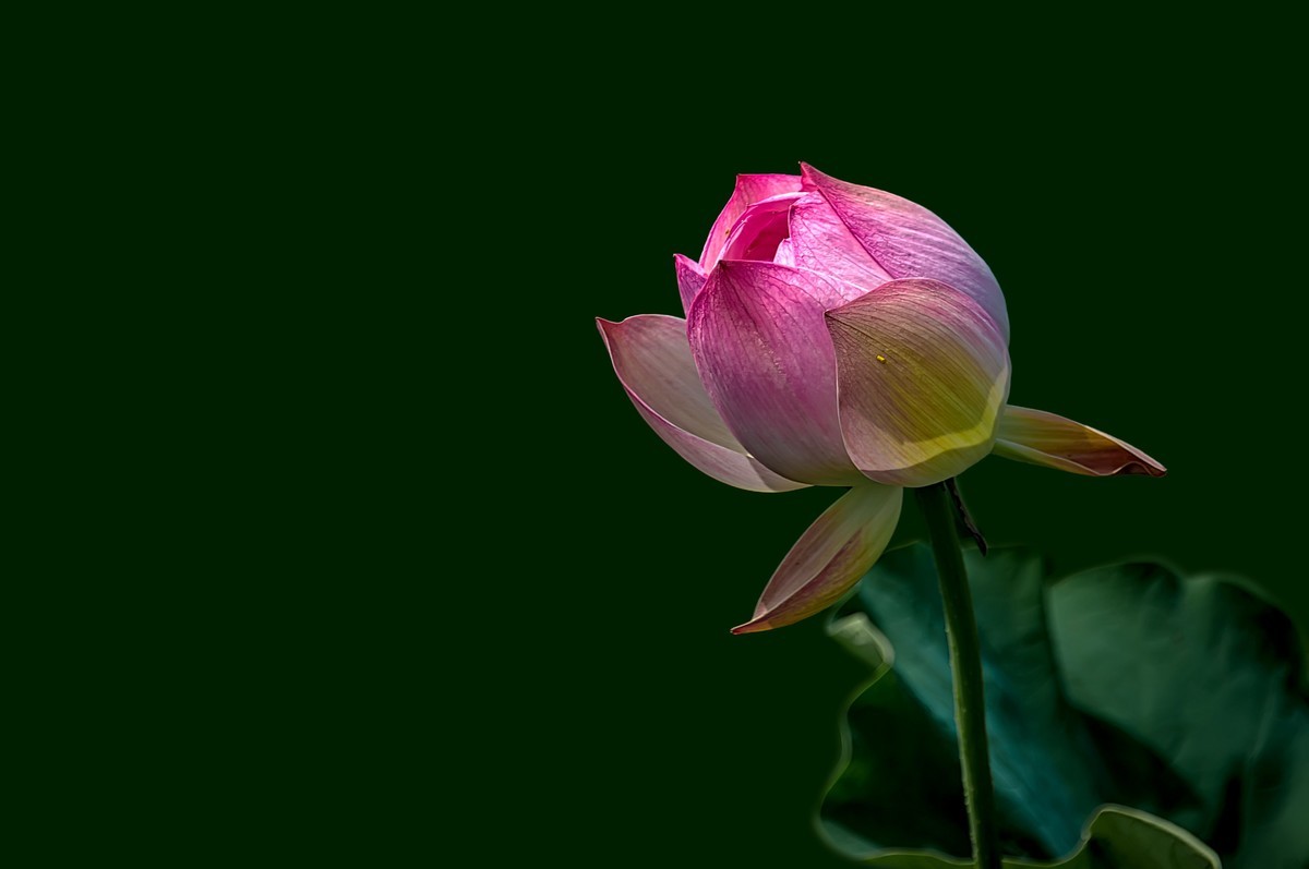 芒种已至，荷花盛开 （2）