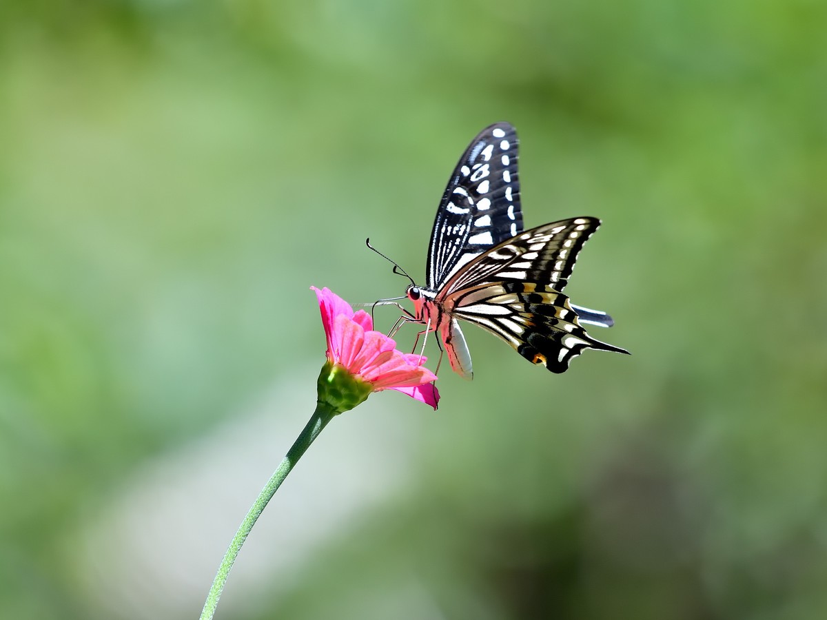 蝶  恋  花