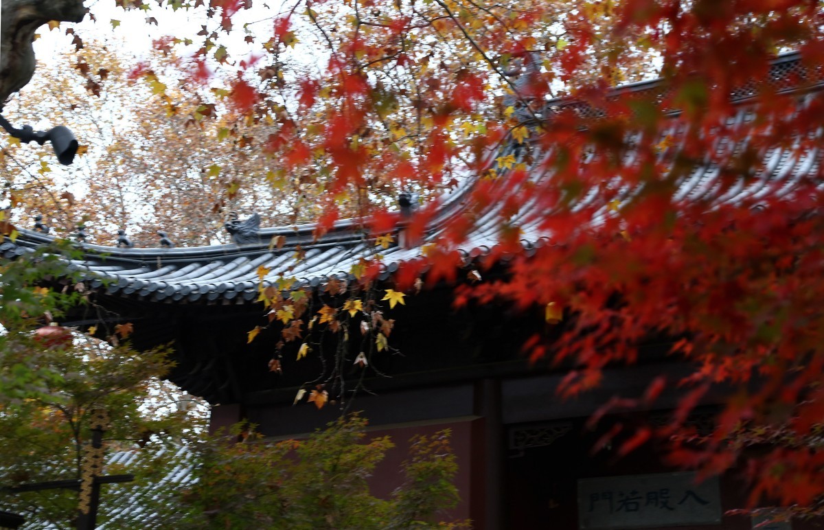 陰雨天的南京棲霞山紅葉