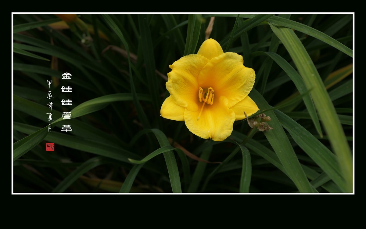 金黄金黄的金娃娃萱草花