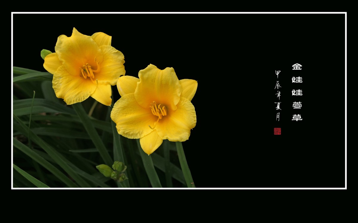 金黄金黄的金娃娃萱草花