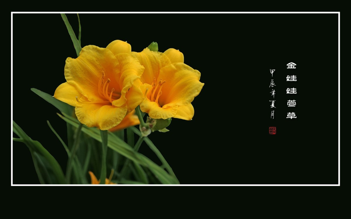 金黄金黄的金娃娃萱草花