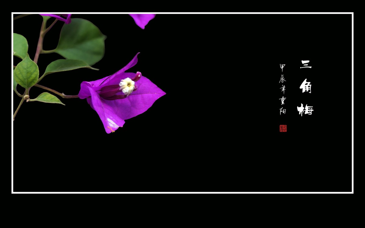精彩漂亮的三角梅