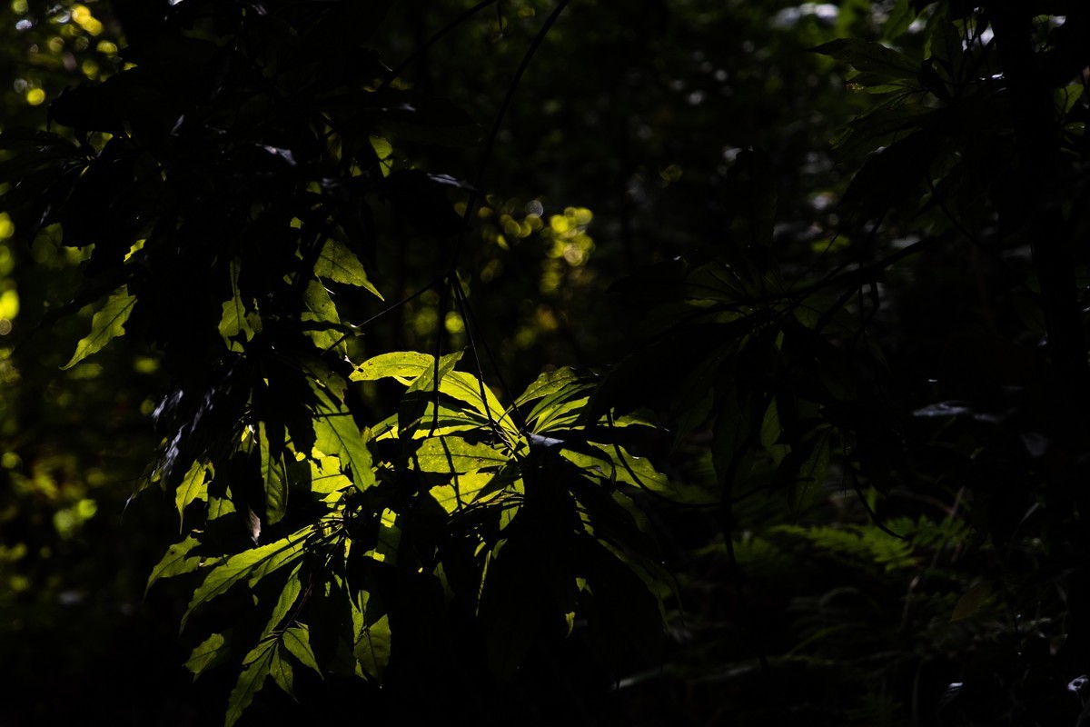 韶关——国家森林公园（3）