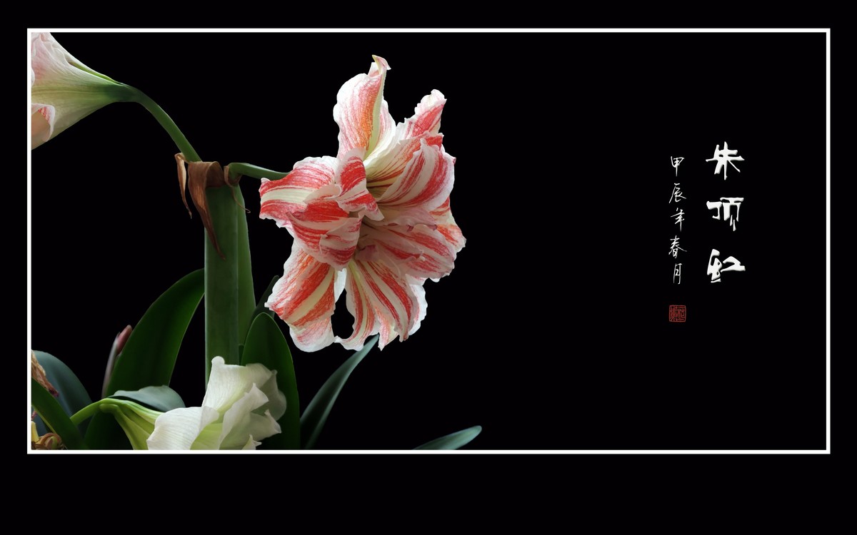 大红大紫娇媚态，恰似玉柱顶华盖