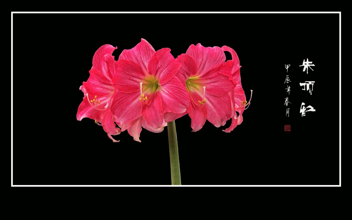 大红大紫娇媚态，恰似玉柱顶华盖