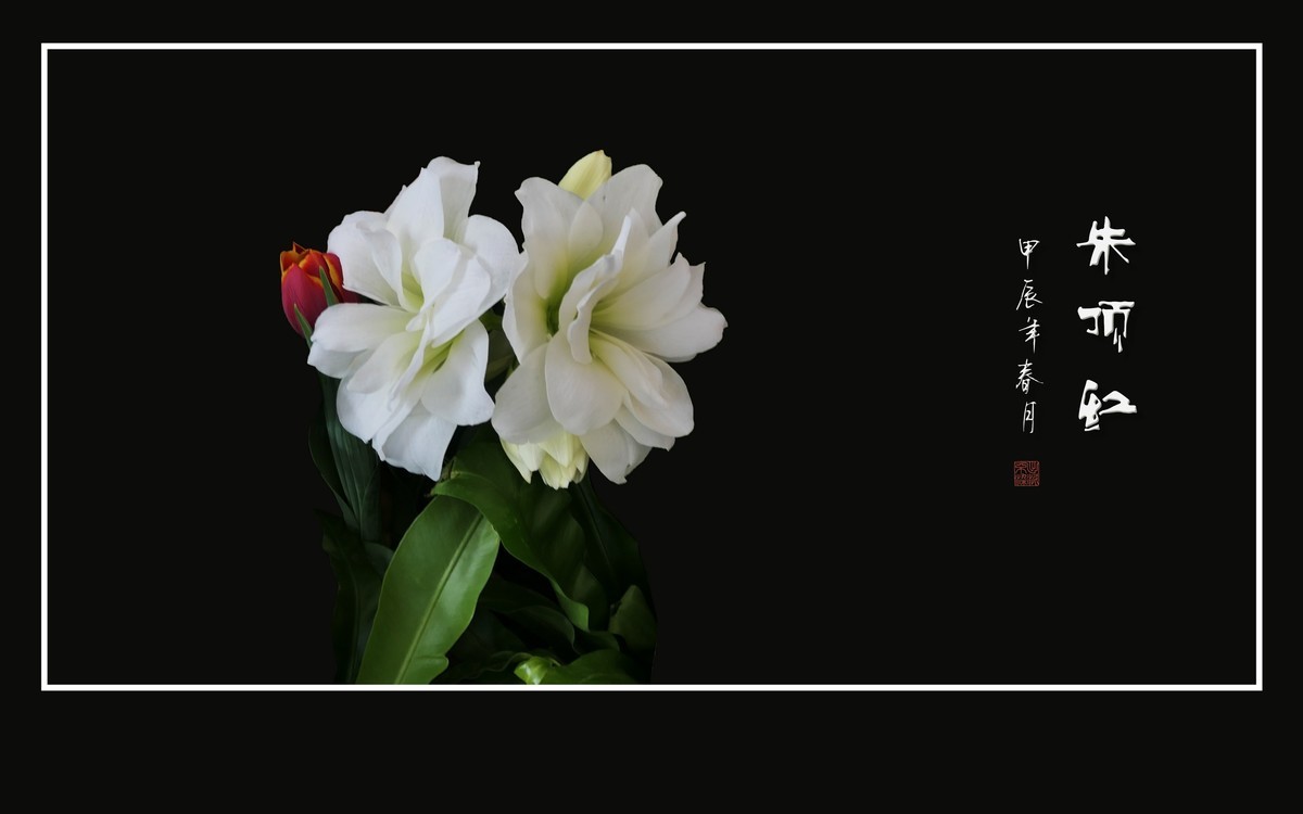 大红大紫娇媚态，恰似玉柱顶华盖