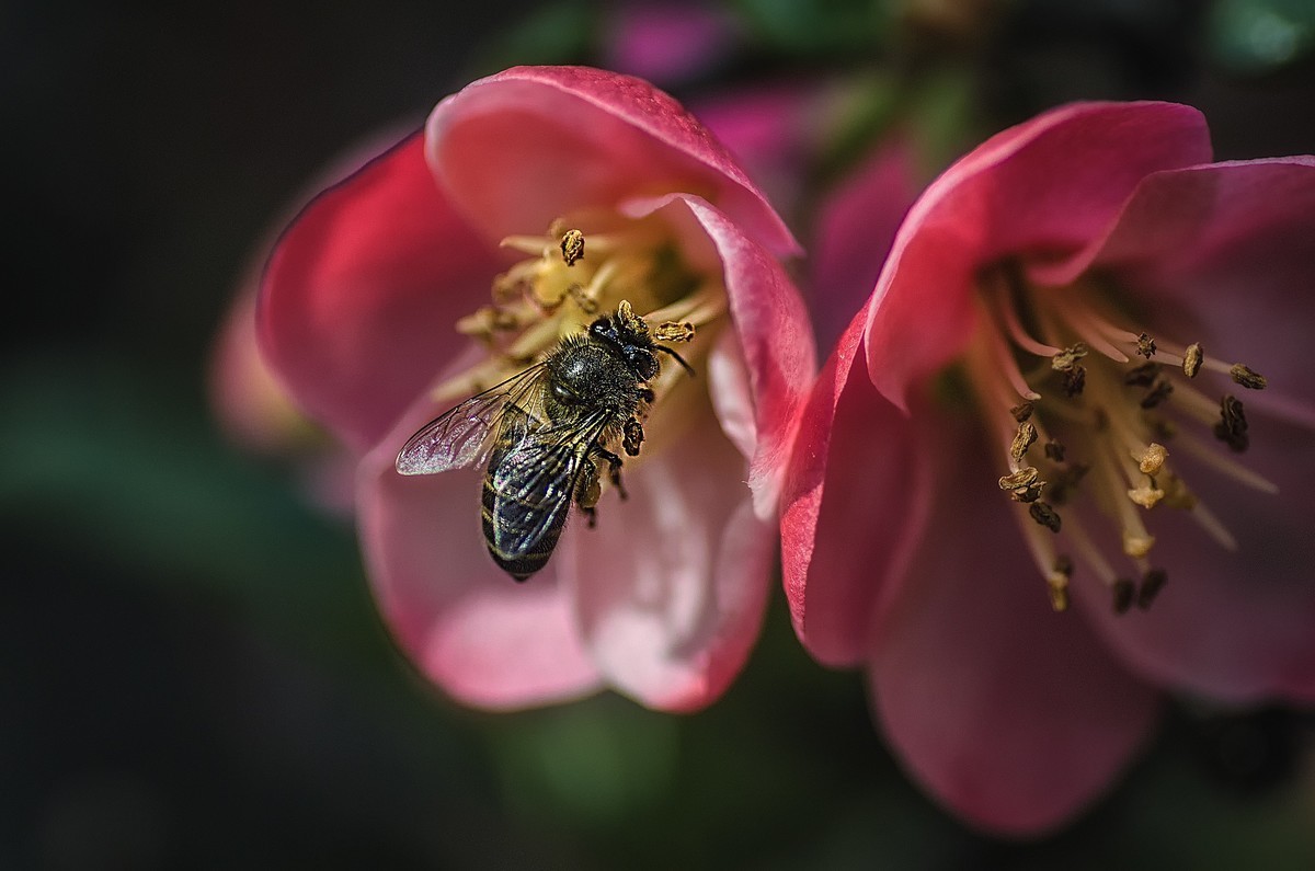 海棠迎春  （ 唐伯虎  海棠美人图）元宵节快乐！