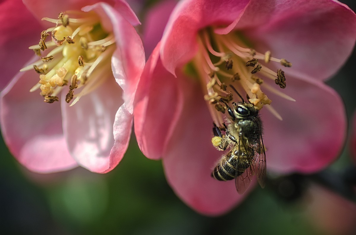 海棠迎春  （ 唐伯虎  海棠美人图）元宵节快乐！