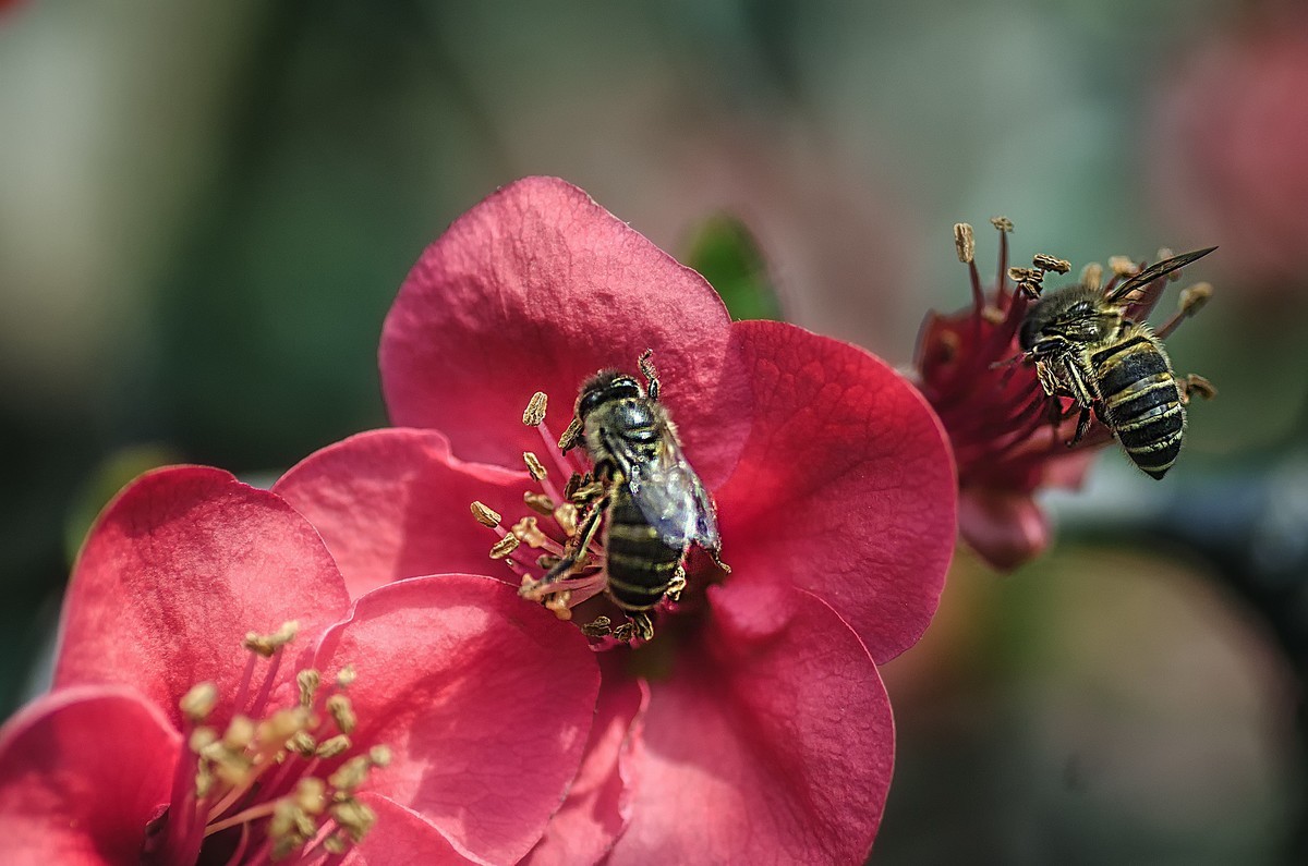 海棠迎春  （ 唐伯虎  海棠美人图）元宵节快乐！