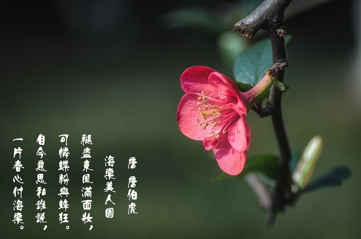 海棠迎春  （ 唐伯虎  海棠美人图）元宵节快乐！