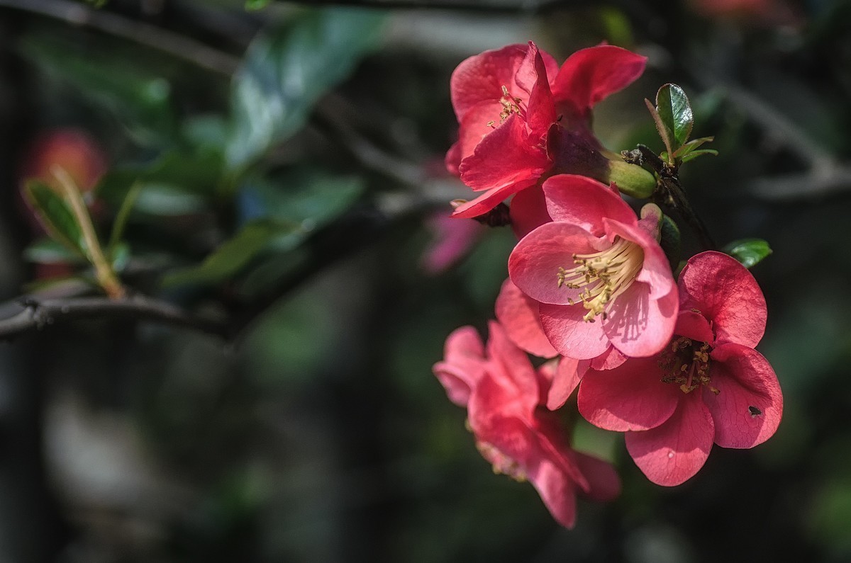 海棠迎春  （ 唐伯虎  海棠美人图）元宵节快乐！