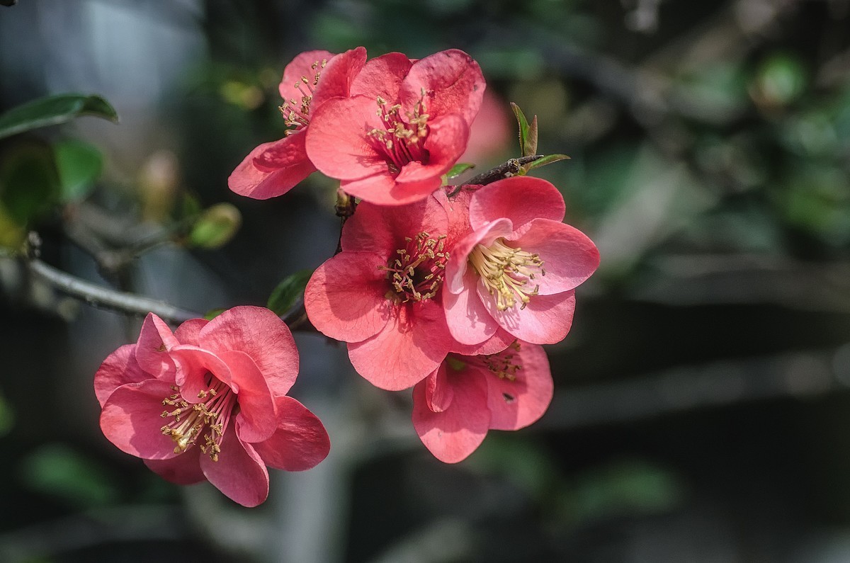 海棠迎春  （ 唐伯虎  海棠美人图）元宵节快乐！