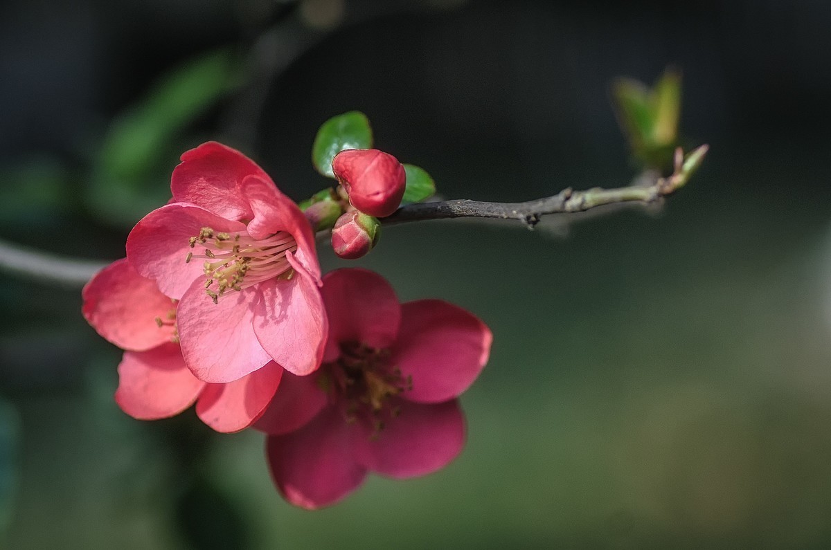 海棠迎春  （ 唐伯虎  海棠美人图）元宵节快乐！