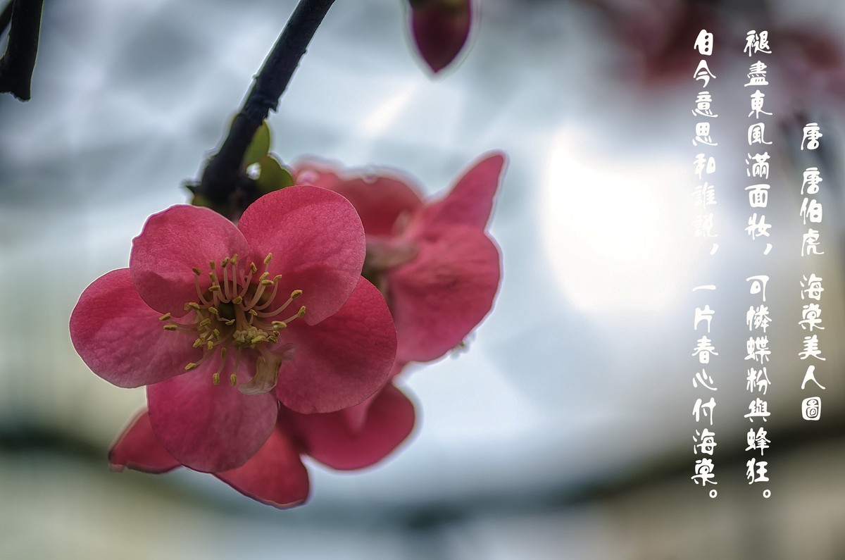 海棠迎春  （ 唐伯虎  海棠美人图）元宵节快乐！