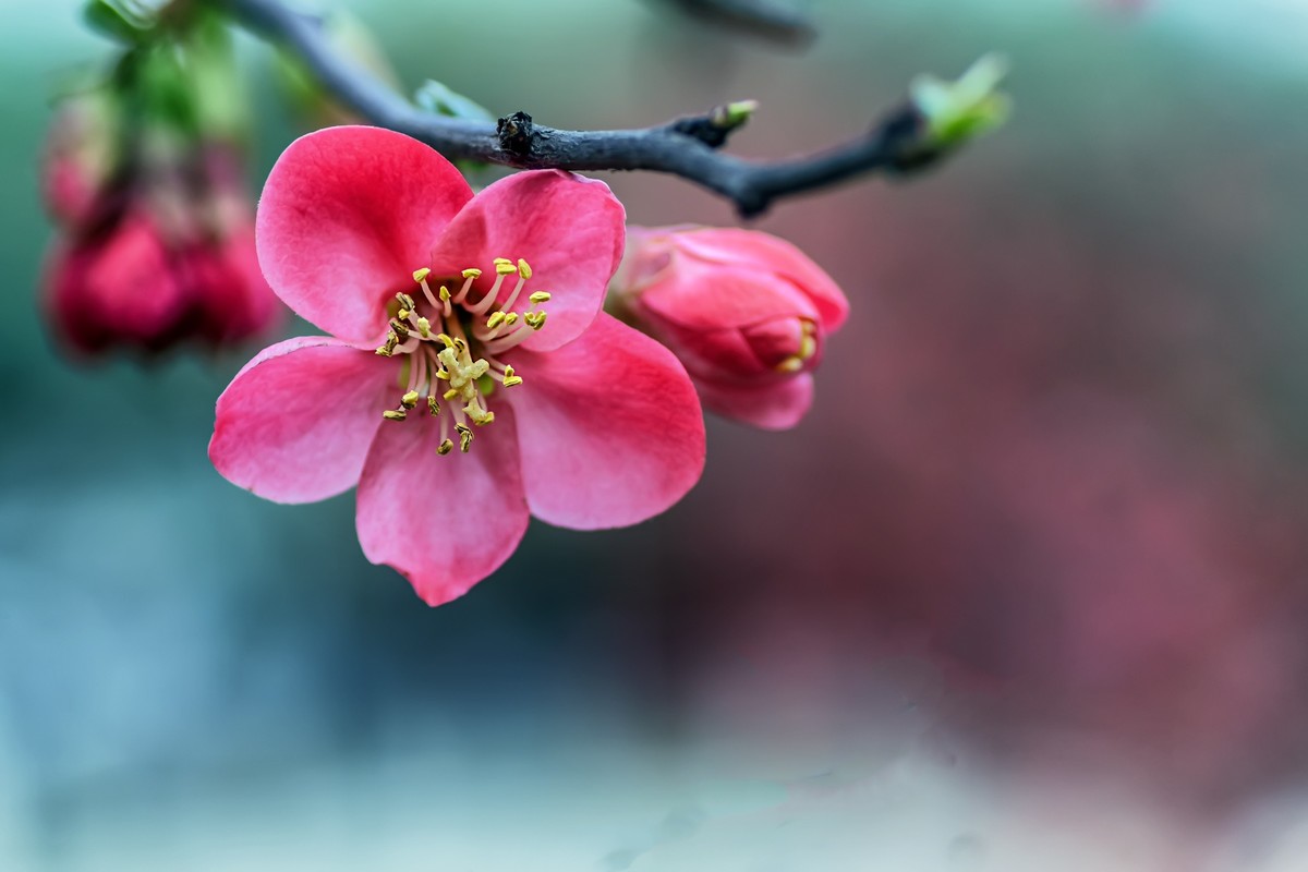 海棠迎春  （ 唐伯虎  海棠美人图）元宵节快乐！