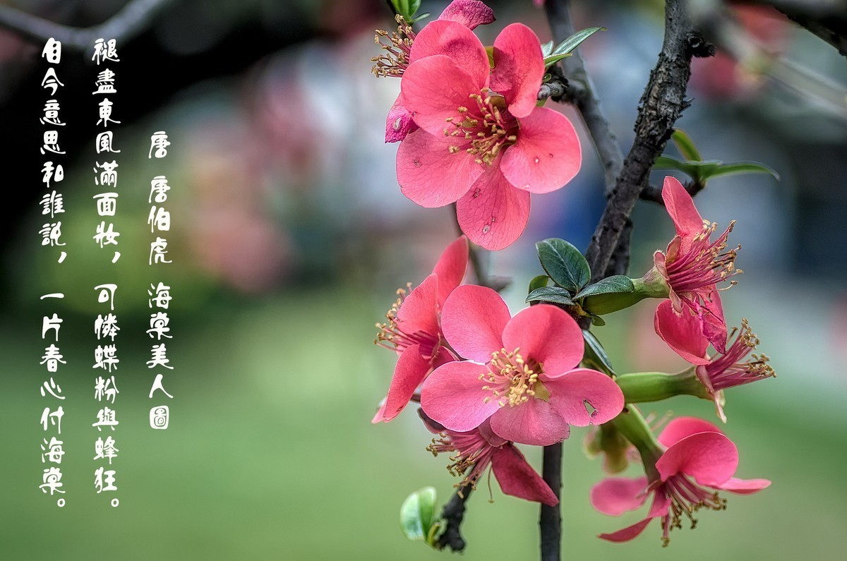 海棠迎春  （ 唐伯虎  海棠美人图）元宵节快乐！