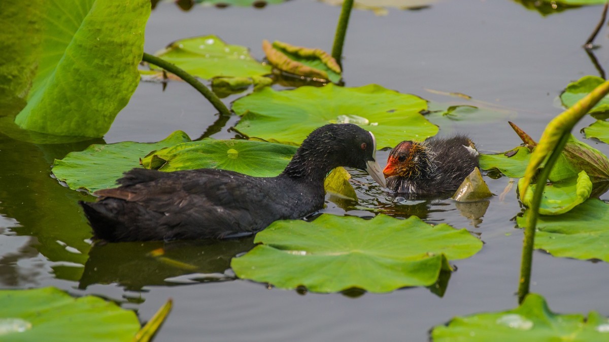 24 年 春 ------ 湿 地 精 灵 （ 五 ）
