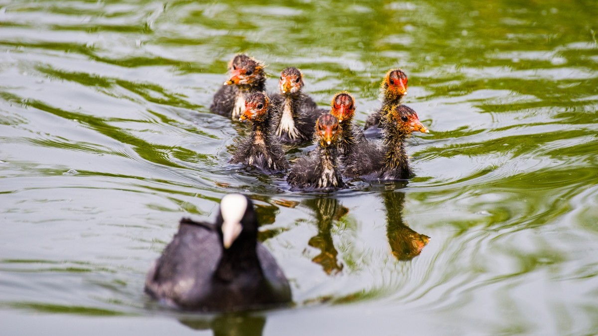 24 年 春 ------ 湿 地 精 灵 （ 五 ）