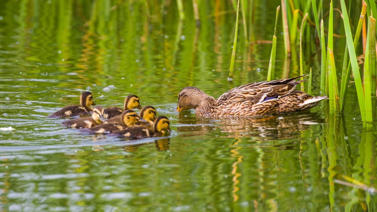 24 年 春 ------ 湿 地 精 灵 （ 五 ）