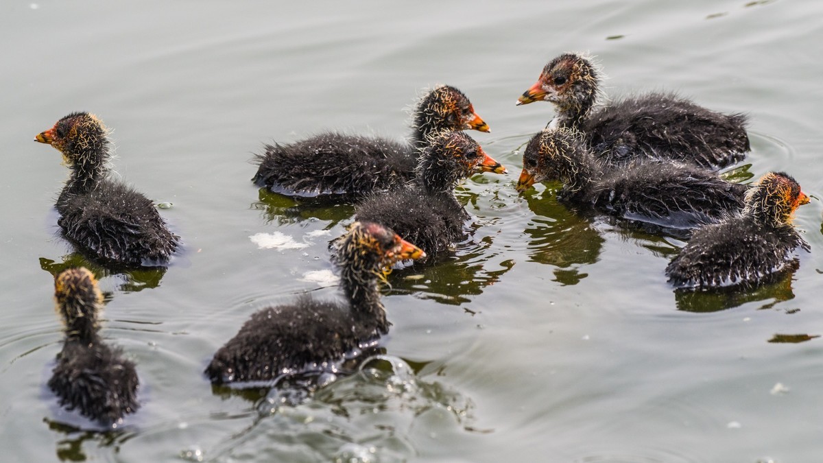 24 年 春 ------ 湿 地 精 灵 （ 五 ）