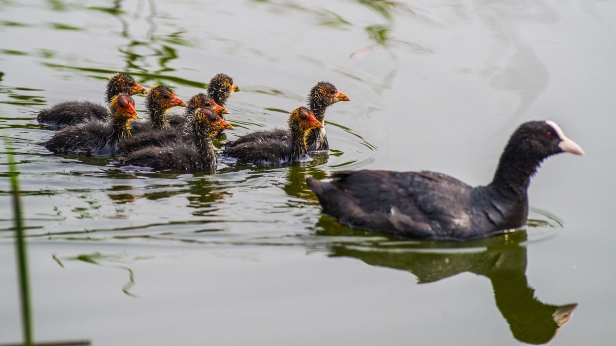 24 年 春 ------ 湿 地 精 灵 （ 五 ）