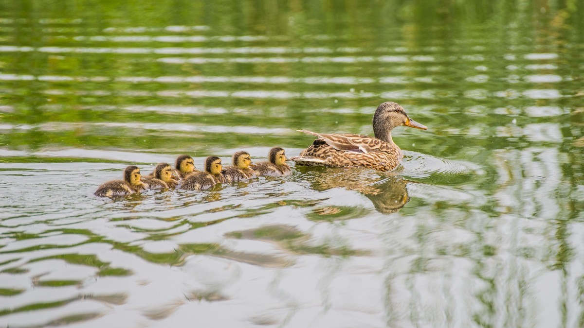 24 年 春 ------ 湿 地 精 灵 （ 五 ）